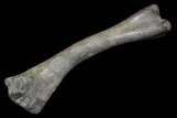 Hadrosaur Femur - Two Medicine Formation #92772-3